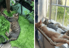Chat aménagement intérieur