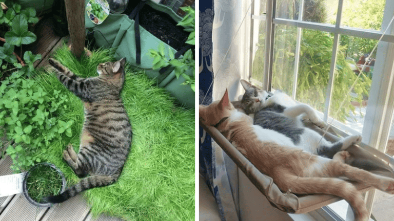 Chat aménagement intérieur