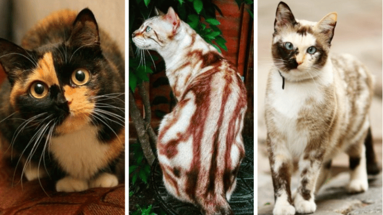 chat pelage incroyable