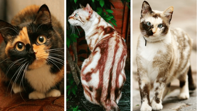 chat pelage incroyable