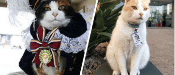 Chats embauchés