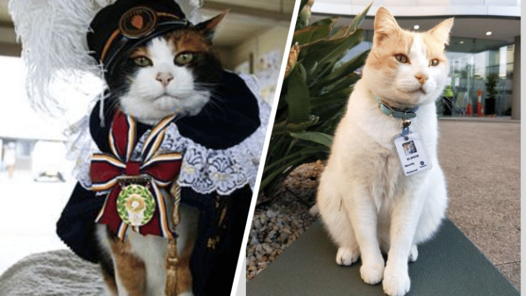 Chats embauchés