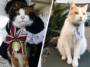 Chats embauchés