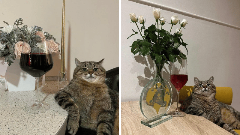 stepan chat ukrainien