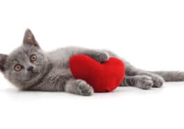 chat coeur