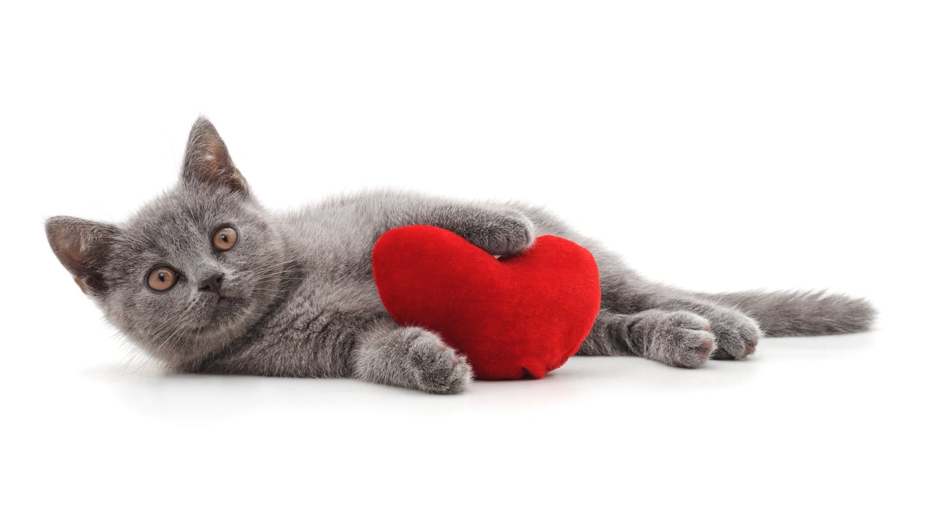 chat coeur