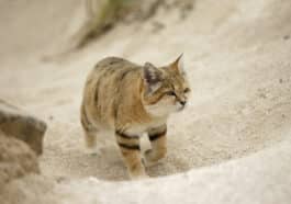 Chat du désert