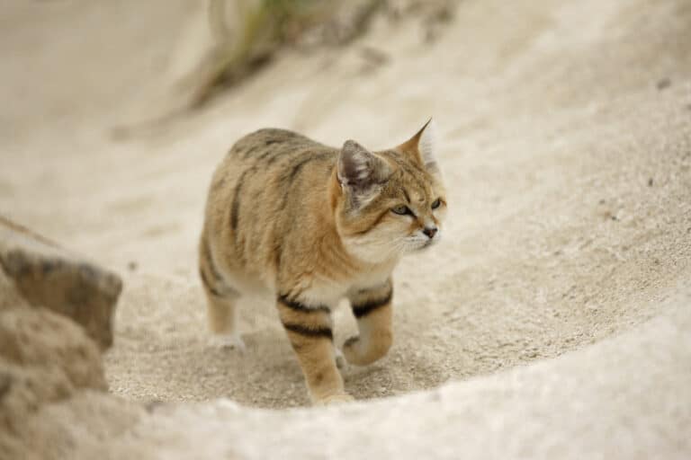 Chat du désert