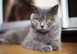 british shorthair