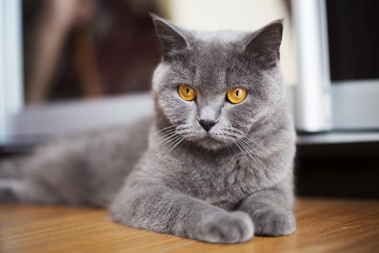 british shorthair
