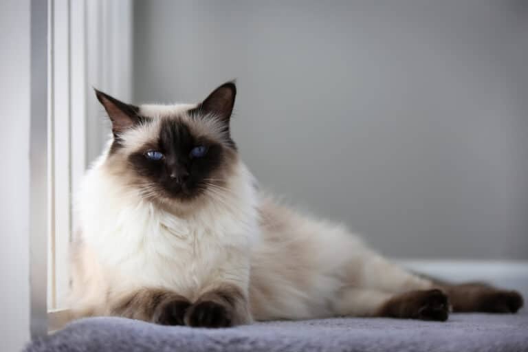 chat race balinais