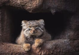 manul