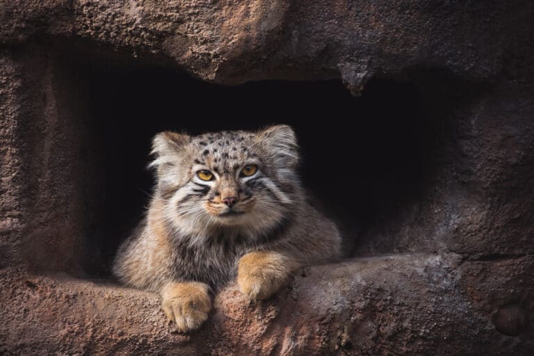 manul