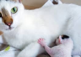 maman chatons