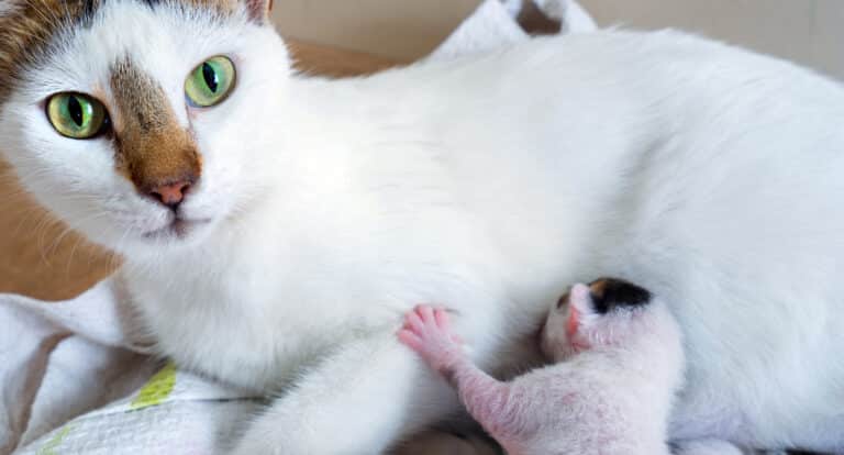 maman chatons
