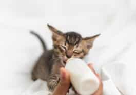 chaton boit lait