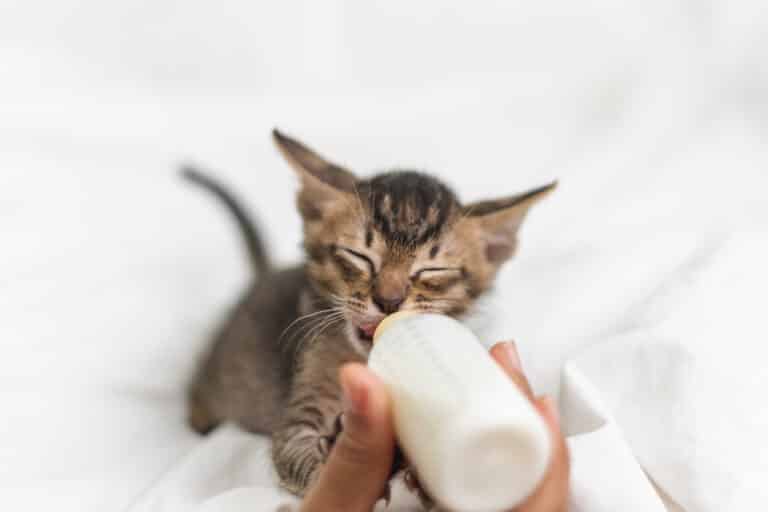 chaton boit lait