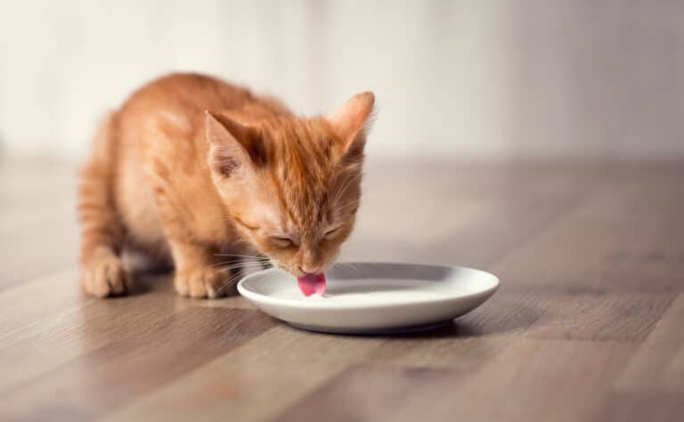 chaton boit lait