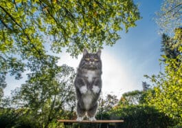chat saute