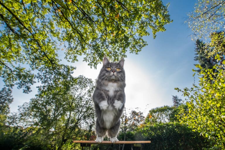chat saute