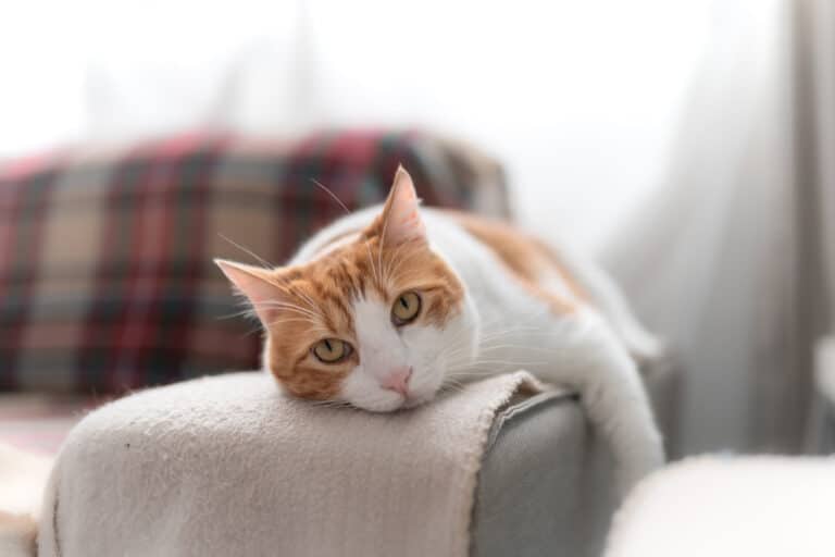 chat