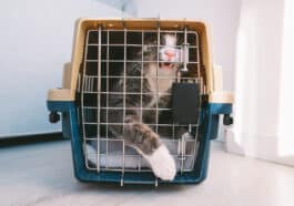 chat caisse de transport