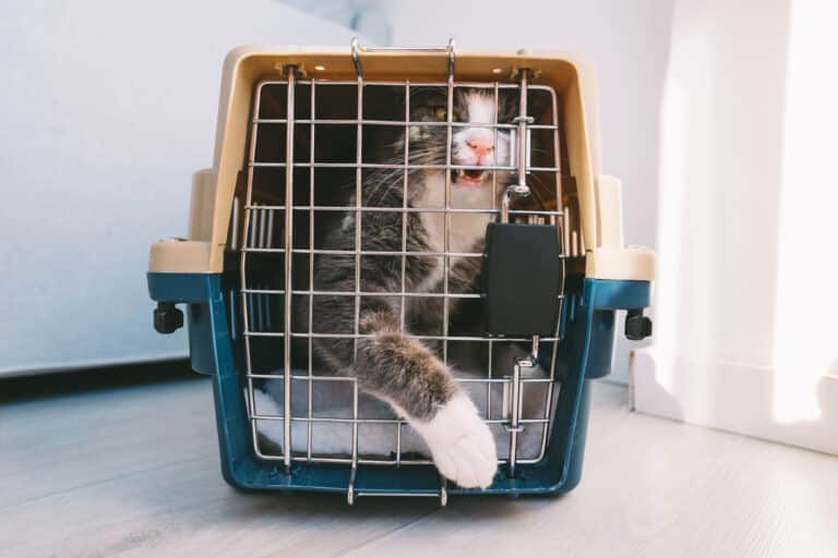chat caisse de transport