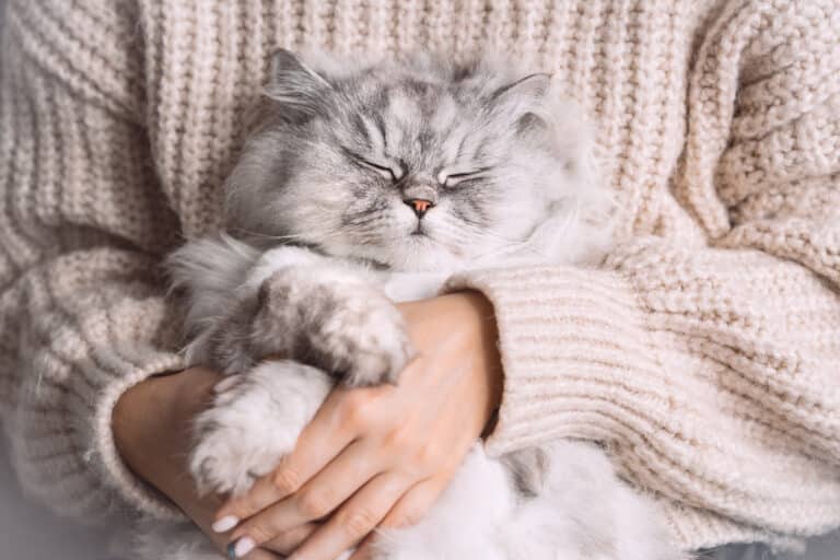 chat