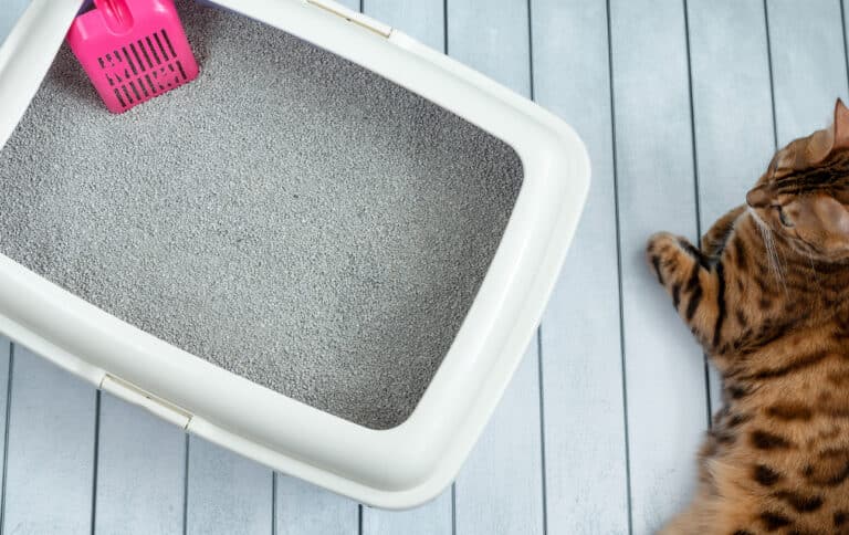 chat litière