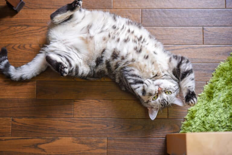 chat ventre