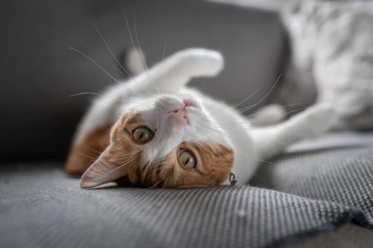 chat