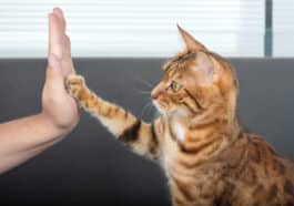 chat dressage
