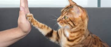 chat dressage