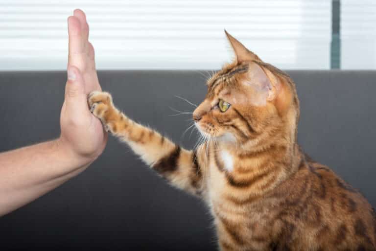 chat dressage