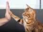 chat dressage