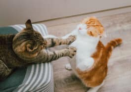 chats bagarre