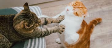 chats bagarre