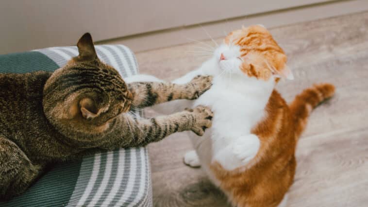 chats bagarre