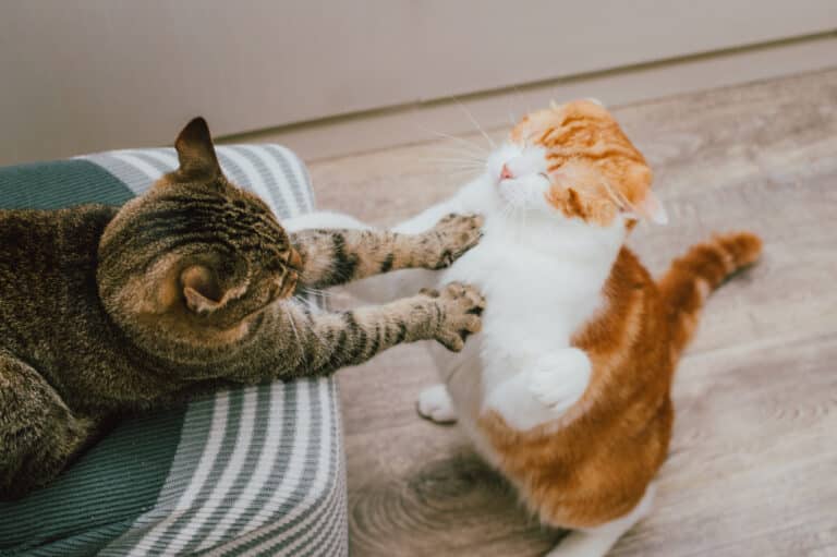 chats bagarre