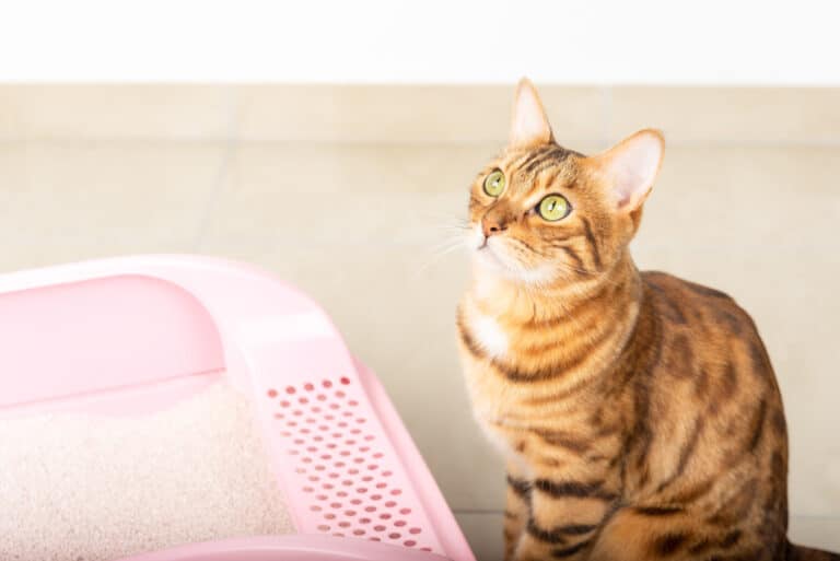 chat litière