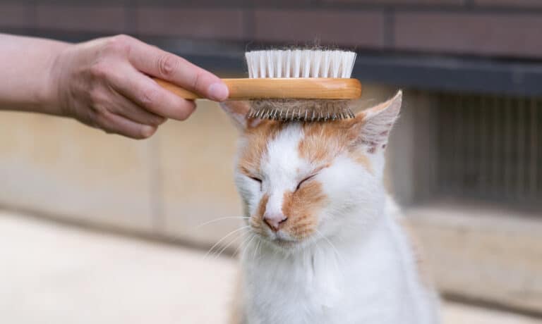 chat
