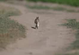 chat route