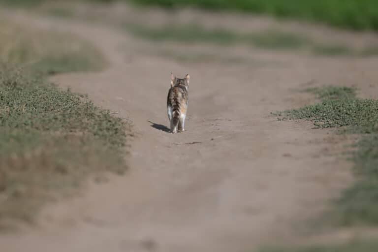 chat route