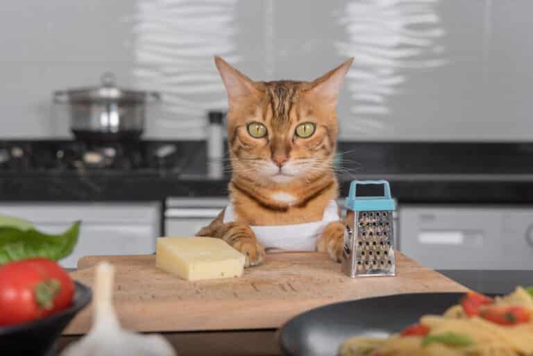 chat fromage