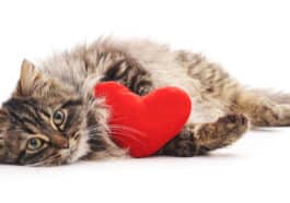 chat coeur
