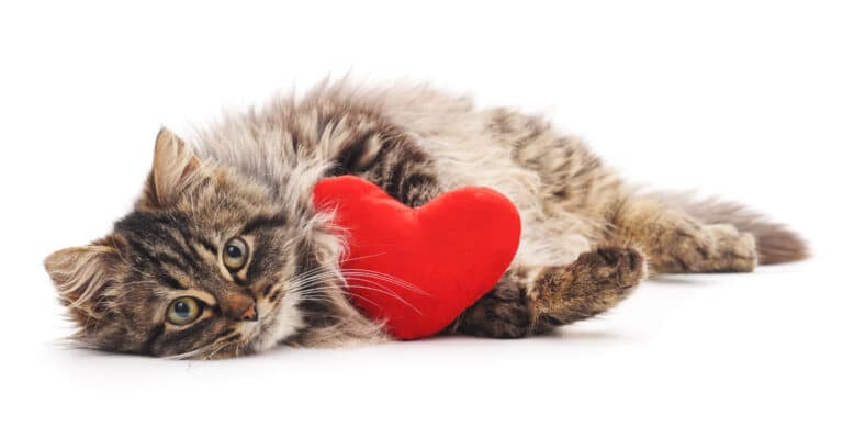 chat coeur