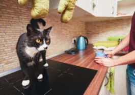 chat cuisine