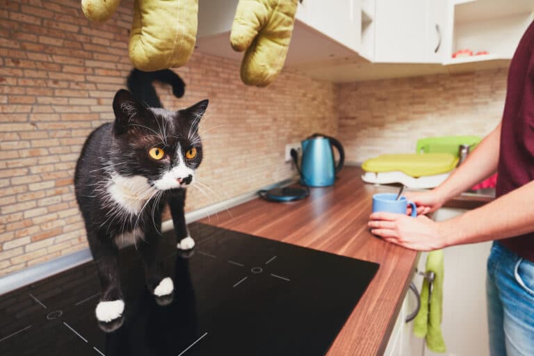 chat cuisine