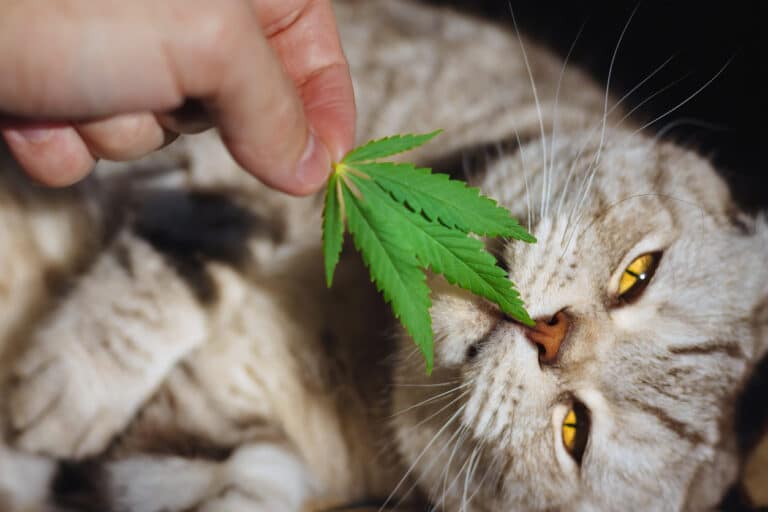 portrait de chat avec une feuille de cannabis