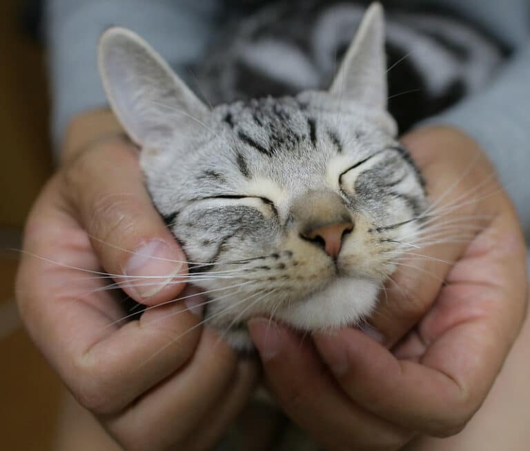 chat qui se fait masser